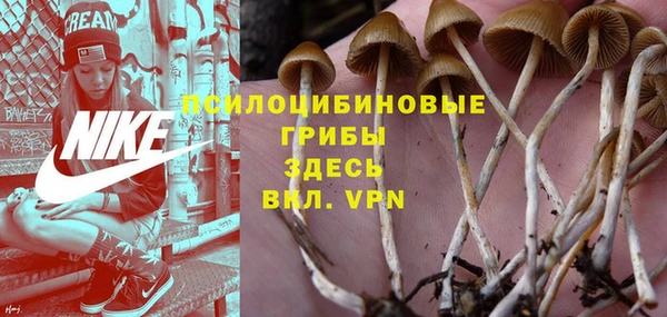 сатива Новокубанск