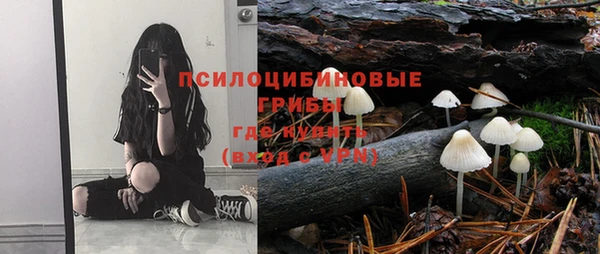 сатива Новокубанск