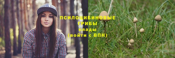сатива Новокубанск